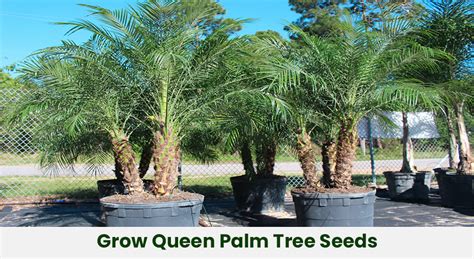 How To Plant & Grow Queen Palm Tree Seeds - EmbraceGardening