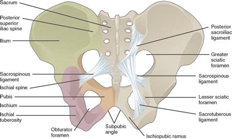 Pelvic Fractures - Physiopedia