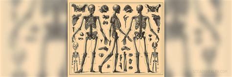 Skeletal system diseases | General center | SteadyHealth.com