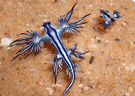 Weird Wildlife Wednesday: Glaucus atlanticus | The Skeptics Guide to ...