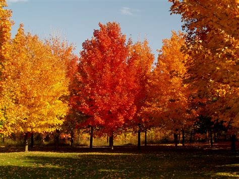 Sugar Maple - The King of the Shade Trees - Knecht's Nurseries & Landscaping