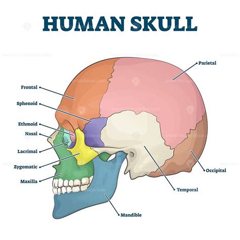 Human skull bones skeleton labeled educational scheme vector ...