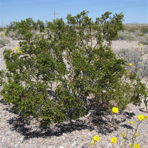 Stevenson Intermountain Seed | Larrea tridentataCreosote Bush (Native)