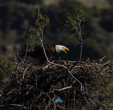 How to Take Stunning Wildlife Photography Like a Pro