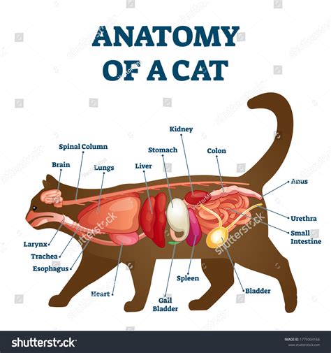 7+ Thousand Cat Anatomy Royalty-Free Images, Stock Photos & Pictures | Shutterstock