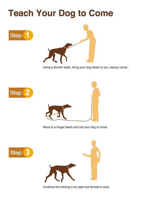 17 Best images about Dog Training, Behavior & Infographics on Pinterest | Barking, For dogs and ...