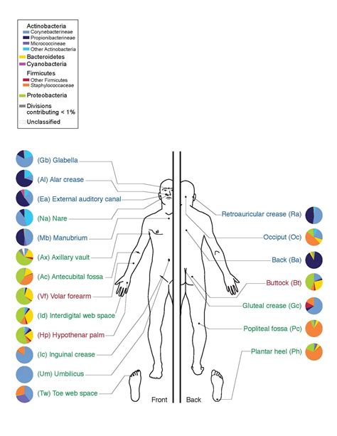 The Human Skin Microbiome Project – Microbiology: A Laboratory Experience