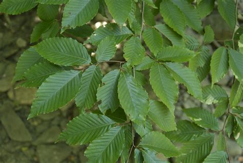 Beech family (Fagaceae): Fagus grandifolia, American beech; commonly ...