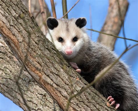 Will Opossum eat Chickens? ~ Simple Life with Chickens