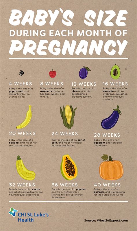 Baby's Size During Each Month of Pregnancy | St. Luke's Health | St. Luke's Health