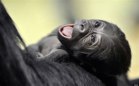 San Francisco Zoo Baby Gorilla Might Be The Most Adorable Thing We've Ever Seen (PHOTOS) | HuffPost