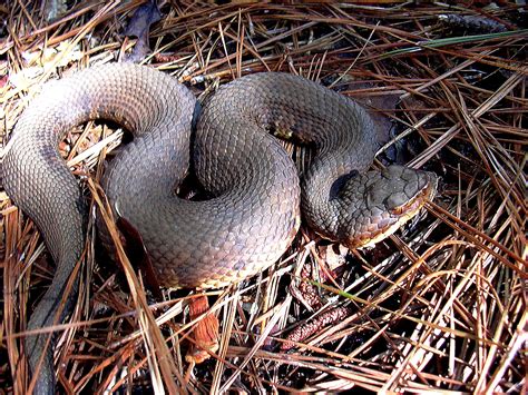 Free picture: cottonmouth snake, reptile, amimal, agkistrodon piscivorus leucostoma