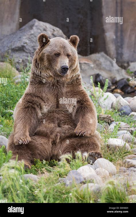 adult male grizzly bear sitting on his rear end reaching for his rear feet Stock Photo - Alamy