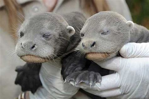 WizardofBaum: TWO GIANT SEA OTTER PUPS BORN IN FLORIDA