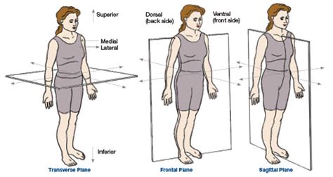 Sagittal Plane Movements