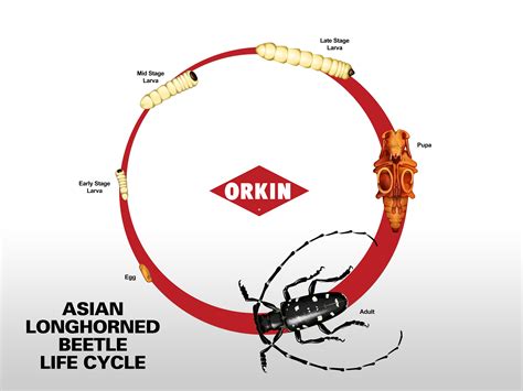 Asian Long-Horned Beetle Life Cycle, Development & Life Stages