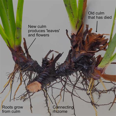 Rhizomes and Sand Binding Roots