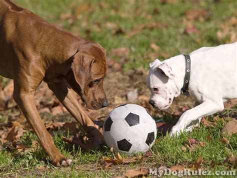 Dog Playing Soccer | Photos 2012 | Funny And Cute Animals