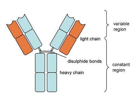 What is an anti-antibody? | Pathology Student