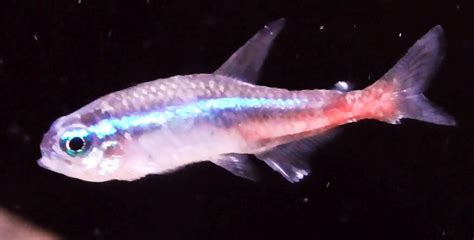 Neon Tetra Disease (Plistophora hyphessobryconis) | Tropical Fish Keeping