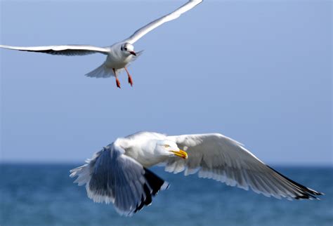 Free photo: Flying Seagulls - Animal, Bird, Flying - Free Download - Jooinn