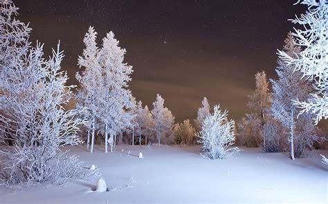 Pine trees covered in snow at night HD wallpaper | Wallpaper Flare