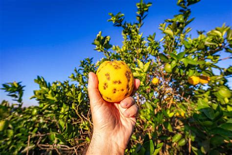 11 Citrus Tree Pests and Diseases That Can Destroy Your Grove