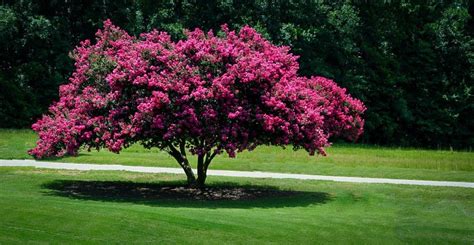 Crepe Myrtle Varieties ~ CALAIZKA