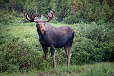 All About Moose Antlers