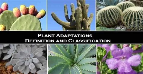 Plant Adaptation Definition and Examples in Details - Basic Agricultural Study