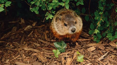 Groundhogs Fact Sheet | Blog | Nature | PBS