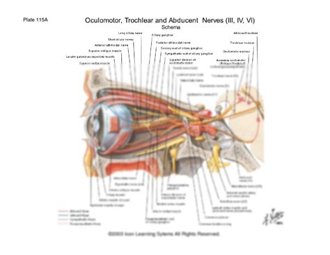 SOLUTION: orbit_eye_muscles_nerves_arteries.... - Studypool