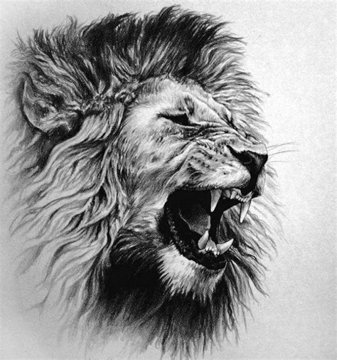 Growling Lion Drawing at PaintingValley.com | Explore collection of Growling Lion Drawing