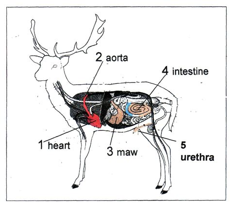 Whitetail Deer Anatomy Diagrams - Wiring Diagram Pictures