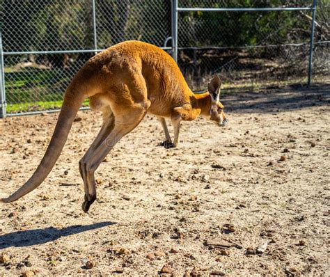 1,127 Jumping Kangaroo Stock Photos - Free & Royalty-Free Stock Photos from Dreamstime