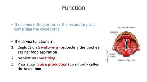 What Is The Structure And Function Of The Larynx Enotes