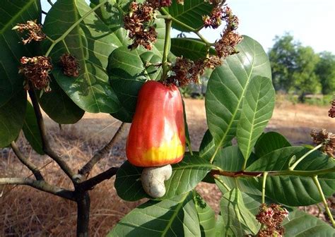 How Do Cashew Nuts Grow? - Nutmad