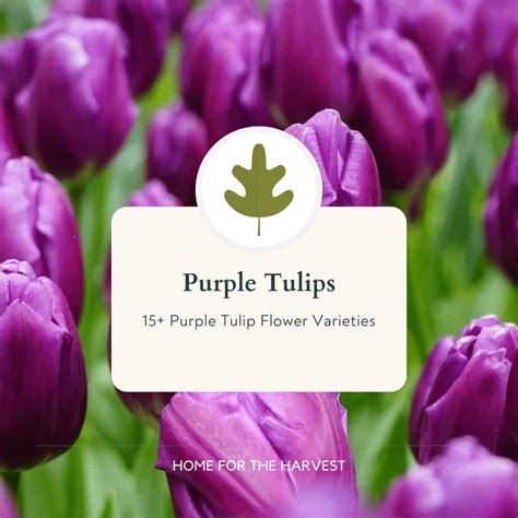 18 purple tulips for a very violet spring garden | Home for the Harvest