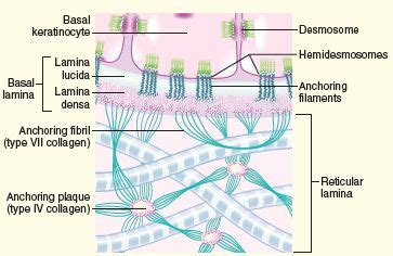 basement membrane