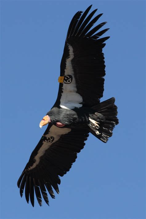 File:Condor in flight.JPG - Wikimedia Commons