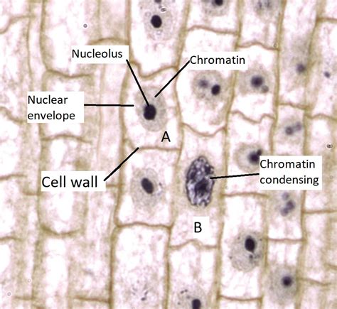 10.3.1: Interfase, mitosis y citocinesis - LibreTexts Español