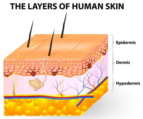 The-Layers-of-human-skin-epidermis-dermis-hypodermis – swimfolk