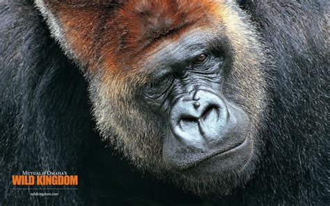 🔥 [50+] Gorilla Wallpapers and Screensavers | WallpaperSafari