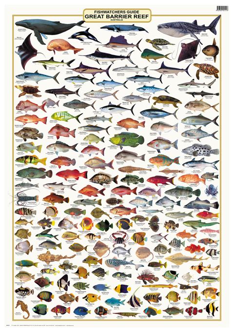 Fish Identification - Great Barrier Reef, Fishwatchers Species - Wall – CAMTAS Int. Pty. Ltd ...