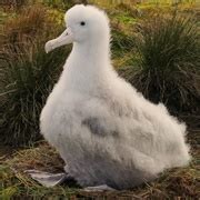 Tristan Albatross--Critically Endangered