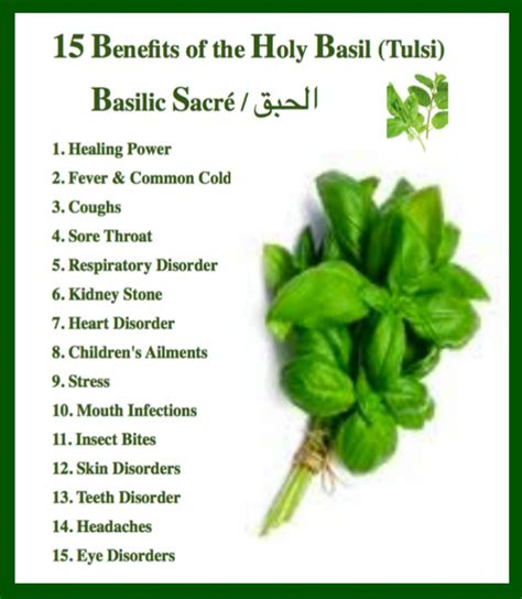 Benefits Of Tulsi Juice - health benefits