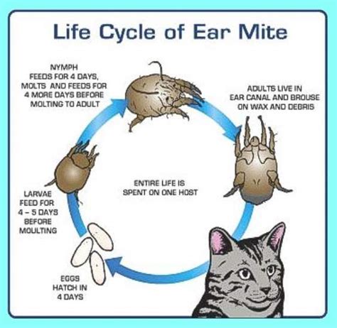 Picture of cat ear mites (and details of ear mite anatomy and life cycle) – Michael Broad