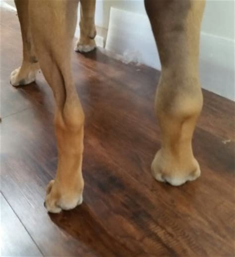 What is going on with my dogs leg??? Sad Update OP | BabyCenter