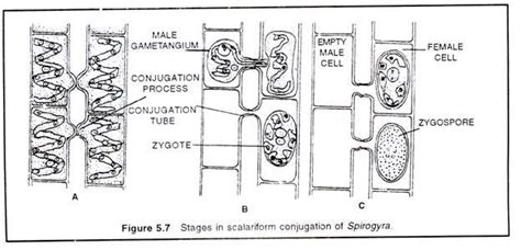 Spirogyra-habitat, structure, reproduction and germination of zygospore - Online Biology Notes