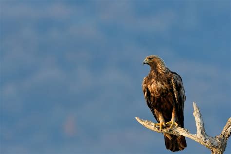 Interesting Golden Eagle Facts for Kids – Fun Facts 4 Kids